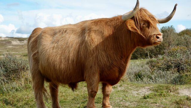 peter hoogmoed tj6am8n6jWs unsplash