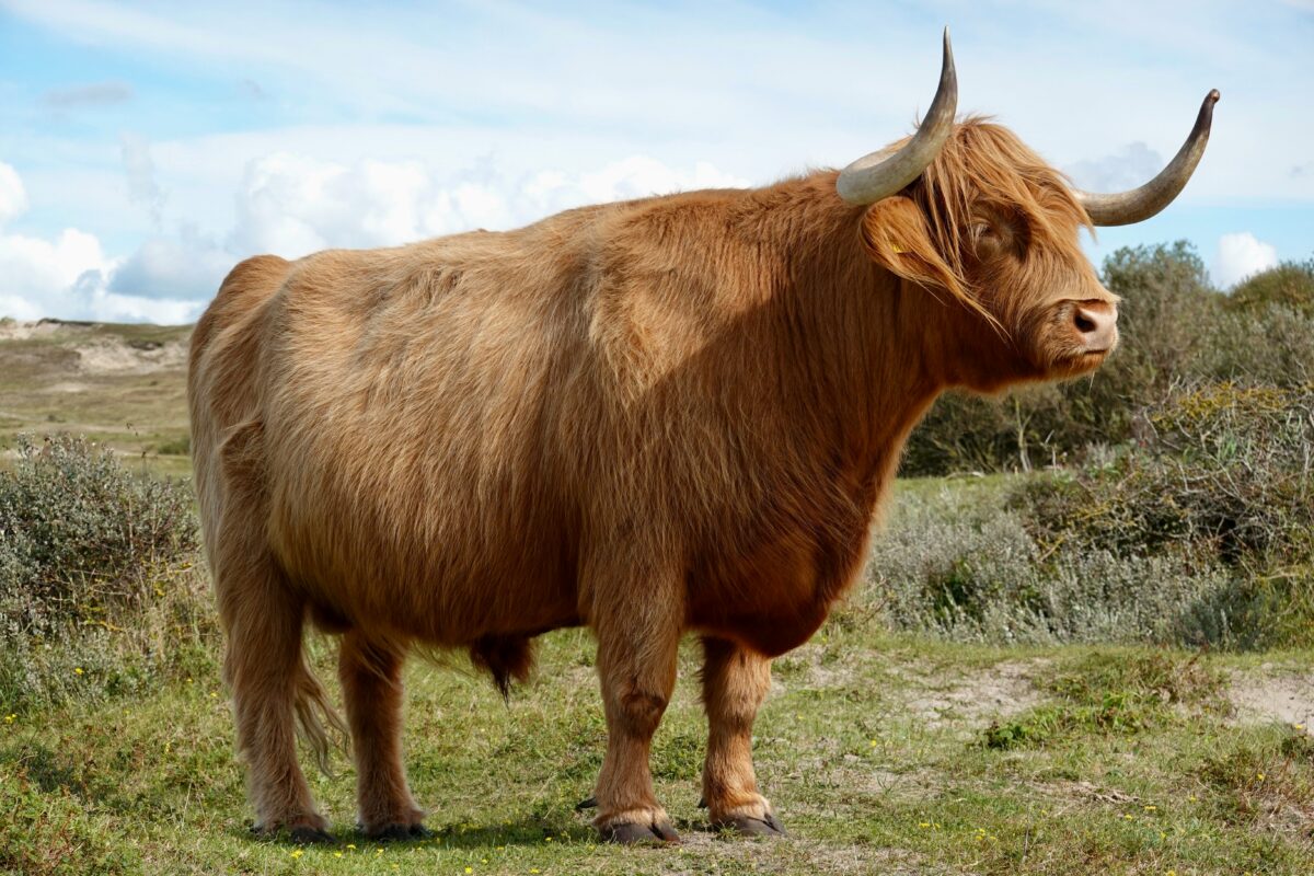 peter hoogmoed tj6am8n6jWs unsplash e1773520562472